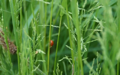 Hoe biodiversiteit kan helpen onze aarde te beschermen tegen klimaatverandering